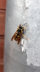 Vespula germanica