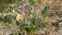 Tripterocalyx carneus