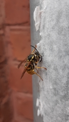 Vespula germanica