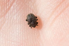 Cleopomiarus graminis