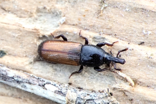 Mesites pallidipennis
