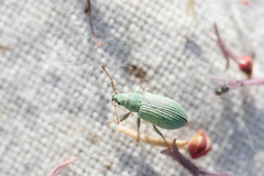 Phyllobius virideaeris