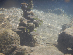 Pagellus