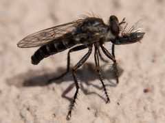 Lestomyia