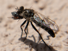 Lestomyia