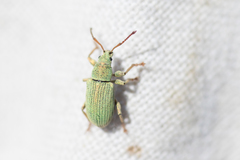 Phyllobius virideaeris