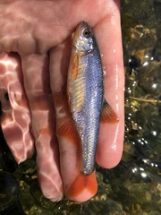 Lythrurus umbratilis