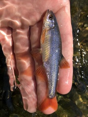 Lythrurus umbratilis