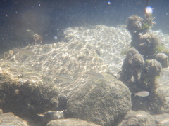 Pagellus