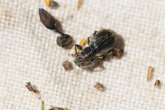 Andrion regensteinense