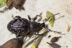 Otiorhynchus tristis