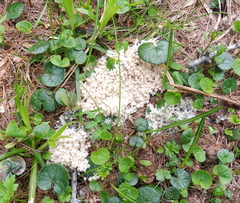 Fuligo cinerea