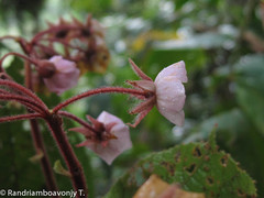 Dombeya befotakensis