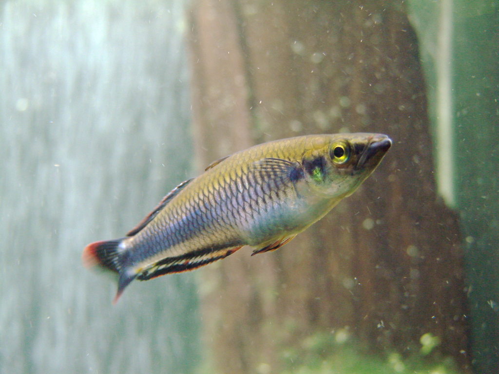 red-tailed silverside