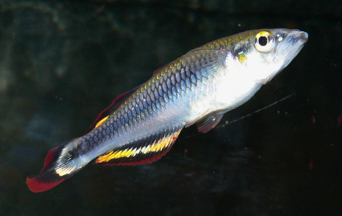 red-tailed silverside (Bedotia geayi) · iNaturalist