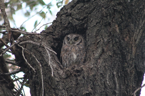 Tropical Screech-Owl (Megascops choliba)