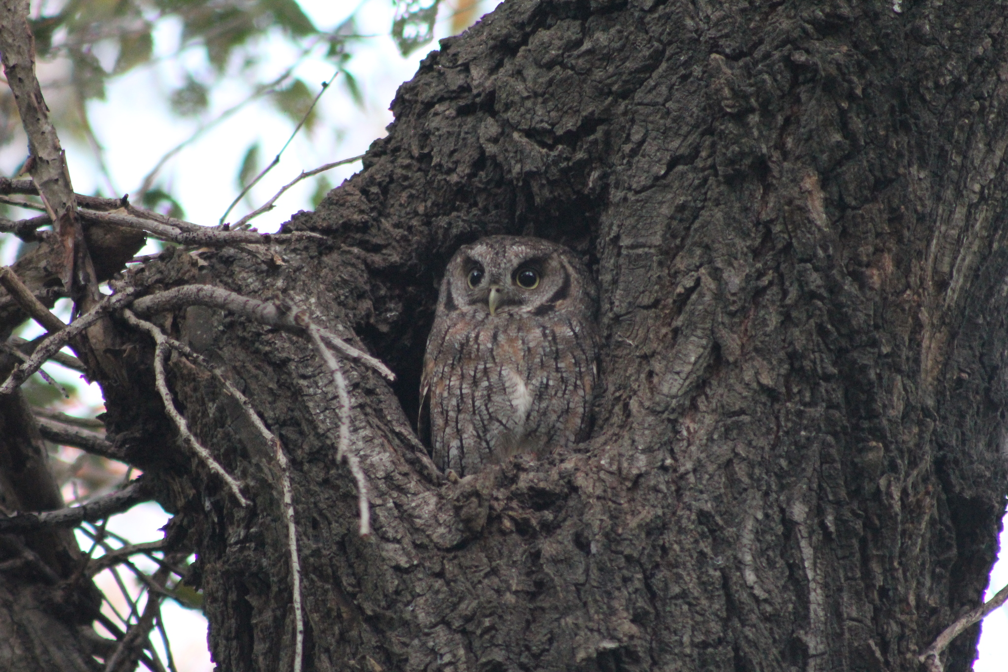 Tropical Screech-Owl (Megascops choliba)