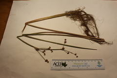 Juncus militaris