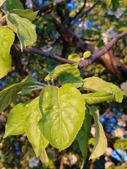 Malus domestica