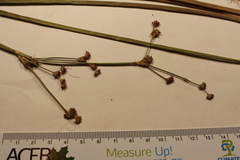 Juncus militaris