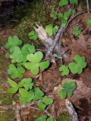 Oxalis montana image
