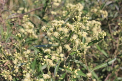 Baccharis punctulata