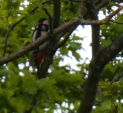 Dendrocopos major