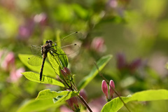 Leucorrhinia intacta