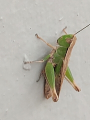 Dichromorpha australis