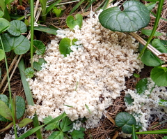 Fuligo cinerea