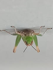 Dichromorpha australis