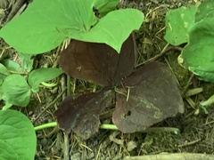 Trillium ovatum