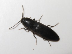 Ectinus aterrimus