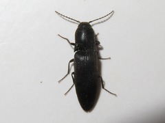 Ectinus aterrimus