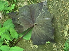 Trillium ovatum