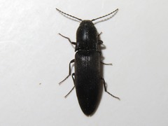 Ectinus aterrimus