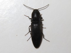 Ectinus aterrimus