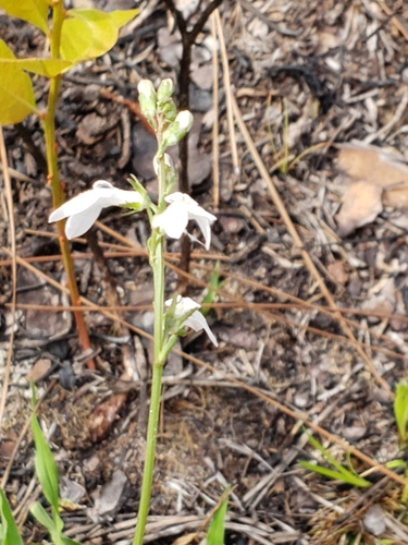 Image of White Lobelia (Lobelia paludosa) by (c) Robert Guralnick, some rights reserved (CC BY)