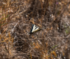 Papilio eurymedon