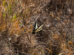 Papilio eurymedon