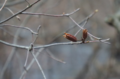 Rhododendron viscosum