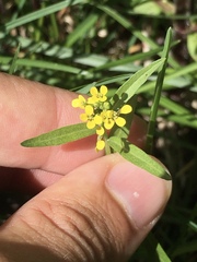 Erysimum inconspicuum