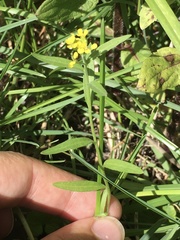 Erysimum inconspicuum