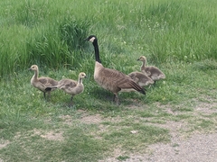 Branta canadensis