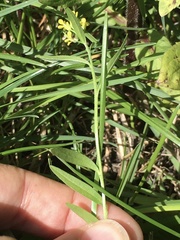 Erysimum inconspicuum