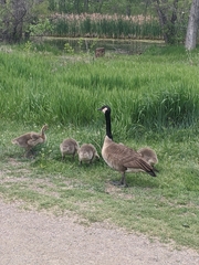 Branta canadensis