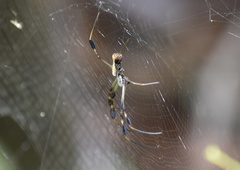 Trichonephila clavipes image
