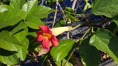 Ceroplastes sinensis