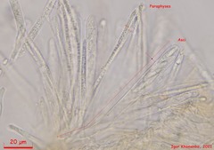 Hymenoscyphus menthae