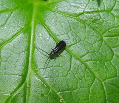Autosilis nitidula